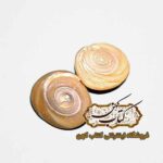 مهره مار اصل افعی شاخدار